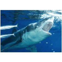 Great White Shark Cage Dive