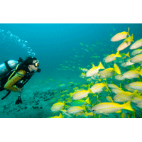 Open Water Diver Course